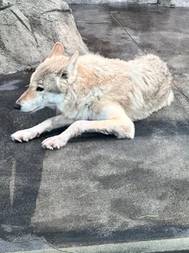 天王寺動物園に投稿された画像（2026/9/19）