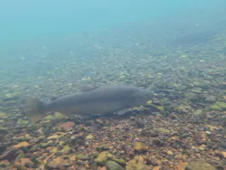 サケのふるさと 千歳水族館に投稿された画像（2026/9/19）