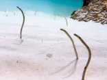 アクアワールド茨城県大洗水族館に投稿された画像（2026/9/19）