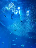 アクアワールド茨城県大洗水族館に投稿された画像（2026/9/19）