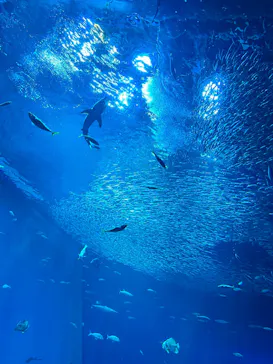アクアワールド茨城県大洗水族館に投稿された画像（2026/9/19）