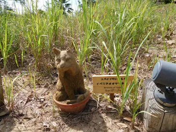 鳥取砂丘砂の美術館に投稿された画像（2026/9/19）