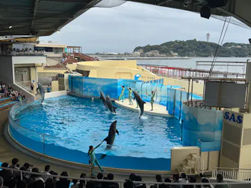 新江ノ島水族館に投稿された画像（2026/9/19）
