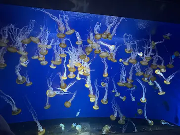 新江ノ島水族館に投稿された画像（2026/9/19）