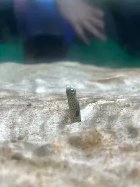 ゼロ距離水族館 伊勢シーパラダイスに投稿された画像（2026/9/19）