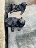 奥飛騨クマ牧場に投稿された画像（2026/9/19）