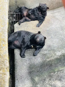 奥飛騨クマ牧場に投稿された画像（2026/9/19）