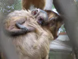 ANIMAL WONDER REZOURT 市原ぞうの国・サユリワールドに投稿された画像（2026/9/19）