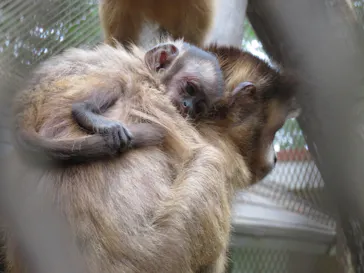 ANIMAL WONDER REZOURT 市原ぞうの国・サユリワールドに投稿された画像（2026/9/19）