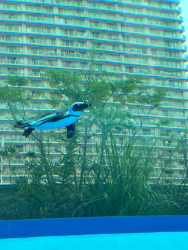 サンシャイン水族館に投稿された画像（2026/9/19）