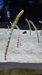 すみだ水族館に投稿された画像（2026/9/19）
