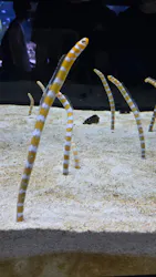 すみだ水族館に投稿された画像（2026/9/19）