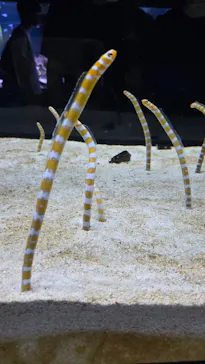 すみだ水族館に投稿された画像（2026/9/19）