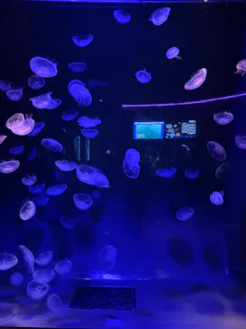島根県立 しまね海洋館に投稿された画像（2026/9/19）