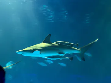 島根県立 しまね海洋館に投稿された画像（2026/9/19）