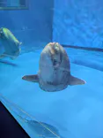 アクアワールド茨城県大洗水族館に投稿された画像（2026/9/19）