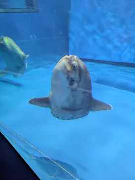 アクアワールド茨城県大洗水族館に投稿された画像（2026/9/19）