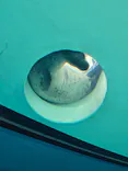 しながわ水族館に投稿された画像（2026/9/19）