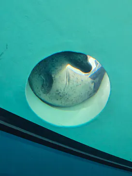 しながわ水族館に投稿された画像（2026/9/19）