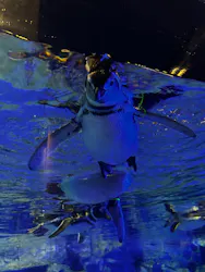 すみだ水族館に投稿された画像（2026/9/19）