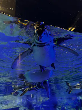 すみだ水族館に投稿された画像（2026/9/19）