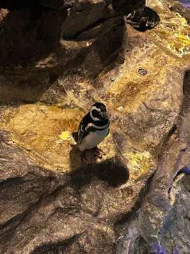 すみだ水族館に投稿された画像（2026/9/19）