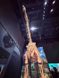 福井県立恐竜博物館に投稿された画像（2026/9/19）