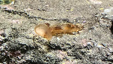 ミュージアムパーク茨城県自然博物館に投稿された画像（2026/9/19）