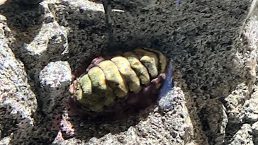 ミュージアムパーク茨城県自然博物館に投稿された画像（2026/9/19）