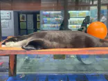 ゼロ距離水族館 伊勢シーパラダイスに投稿された画像（2026/9/19）