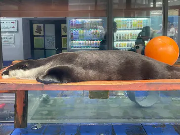 ゼロ距離水族館 伊勢シーパラダイスに投稿された画像（2026/9/19）