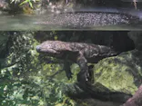 京都水族館に投稿された画像（2026/9/19）