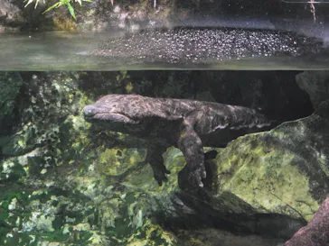 京都水族館に投稿された画像（2026/9/19）