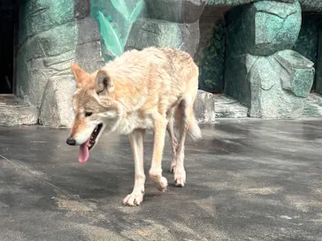 天王寺動物園に投稿された画像（2026/9/19）