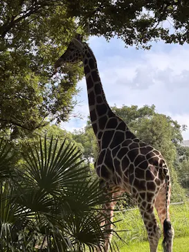 天王寺動物園に投稿された画像（2026/9/19）
