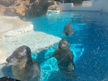 越前松島水族館に投稿された画像（2026/9/19）