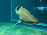 アクアワールド茨城県大洗水族館に投稿された画像（2026/9/19）