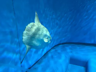 アクアワールド茨城県大洗水族館に投稿された画像（2026/9/19）