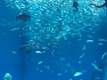 アクアワールド茨城県大洗水族館に投稿された画像（2026/9/19）