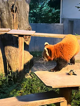 いしかわ動物園に投稿された画像（2026/9/19）