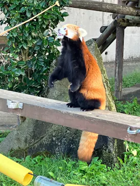 秋田市大森山動物園に投稿された画像（2026/9/19）