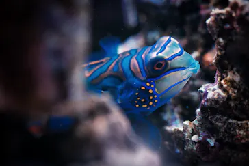 横浜開運水族館 フォーチュンアクアリウムに投稿された画像（2026/9/19）