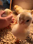 Moff animal cafe iias つくば店に投稿された画像（2026/9/19）