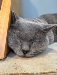 Moff animal cafe iias つくば店に投稿された画像（2026/9/19）
