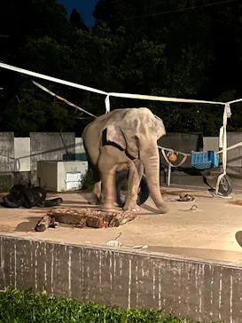 いしかわ動物園に投稿された画像（2026/9/19）
