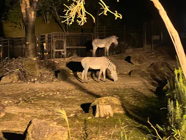 いしかわ動物園に投稿された画像（2026/9/19）