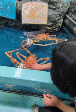竹島水族館に投稿された画像（2026/9/19）