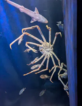 竹島水族館に投稿された画像（2026/9/19）