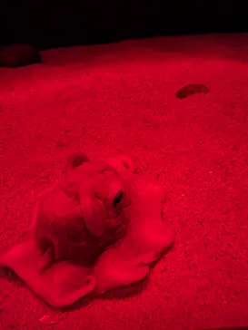環境水族館アクアマリンふくしまに投稿された画像（2026/9/19）