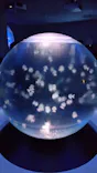 新江ノ島水族館に投稿された画像（2026/9/19）